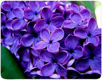 Коврик для мыши BURO [BU-M20049] Цветы, 230x180x2мм, губчатая резина, нескользящая основа